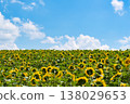 Summer landscape with blue sky and sunflower field 138029653