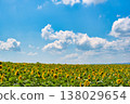 Summer sky, sunflower field, and summer clouds 138029654