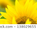 Yellow sunflower flower 138029655