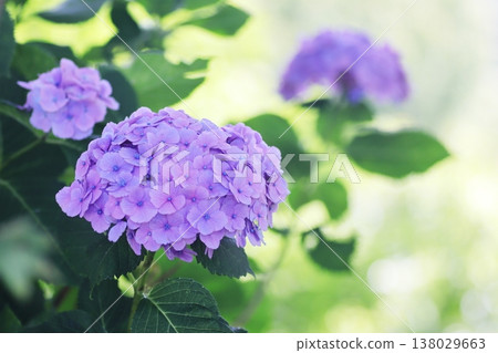 在綠色的紫色繡球花 在綠色的紫色繡球花 138029663