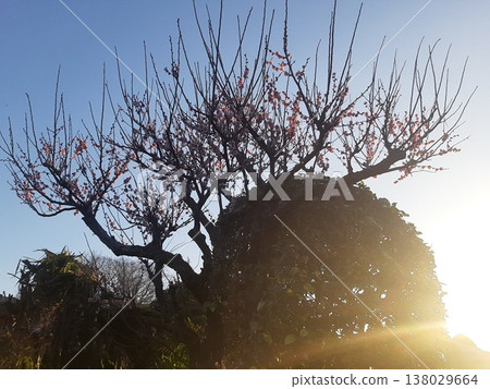 梅花和夕陽 138029664