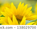 Sunflower blooming towards the sun 138029700
