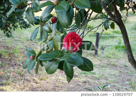 Camellia - March 2026 Camellia - March 2026 138029707