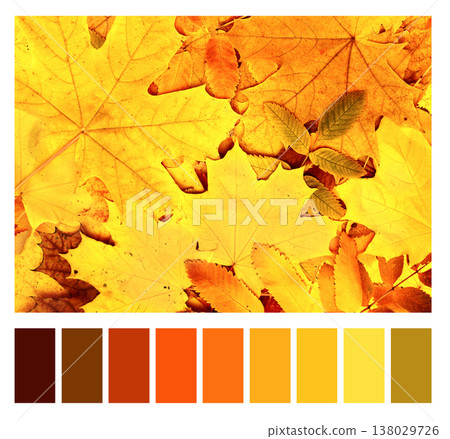 Color matching palette with complimentary colour swatches. Autumn maple and rowan leaves of orange, green, red and yellow colors. Fall season color matching palette Color matching palette with complimentary colour swatches. Autumn maple and rowan leaves of orange, green, red and yellow colors. Fall season color matching palette 138029726