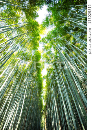The heart of Japan: Kyoto's bamboo groves offer a healing and beautiful green landscape. The heart of Japan: Kyoto's bamboo groves offer a healing and beautiful green landscape. 138029813