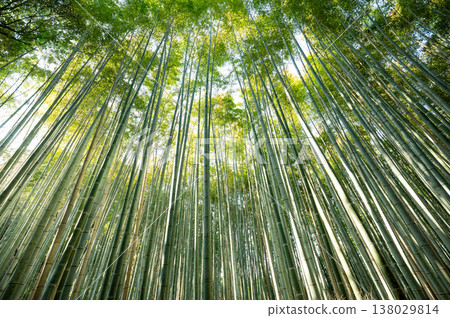 日本的心臟：京都的竹林提供了一處治癒身心的美麗綠色景觀。 138029814