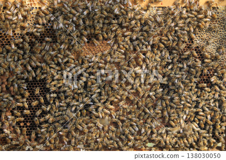 the beekeeper works with bees on honeycomb 138030050