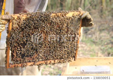 the beekeeper works with bees on honeycomb 138030051