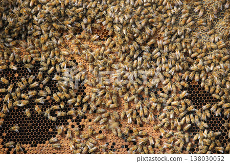 the beekeeper works with bees on honeycomb 138030052
