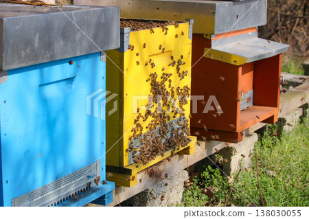 the beekeeper works with bees on honeycomb 138030055
