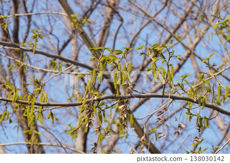 中華翼果花序,2026年3月 中華翼果花序,2026年3月 138030142
