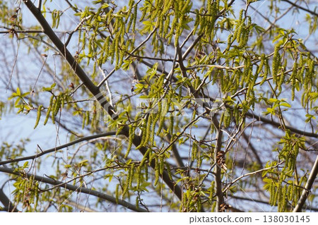 中華翼果花序，2026年3月 138030145