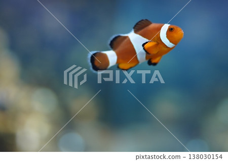 游泳小丑魚 游泳小丑魚 138030154