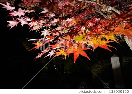 鮮紅的秋葉 鮮紅的秋葉 138030160