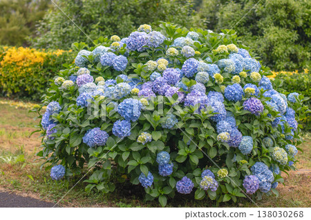 Blue hydrangea macrophylla with yellow buds in front of low japanese euonymus hedge Blue hydrangea macrophylla with yellow buds in front of low japanese euonymus hedge 138030268