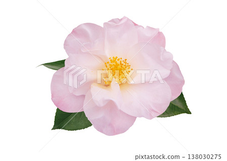 Light pink semi double camellia japonica flower with leaves isolated on white Light pink semi double camellia japonica flower with leaves isolated on white 138030275