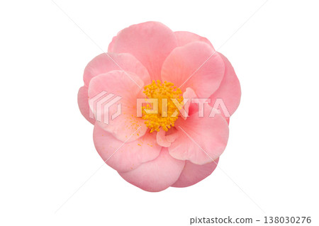 Blush pink semi double camellia japonica with yellow stamens isolated on white Blush pink semi double camellia japonica with yellow stamens isolated on white 138030276