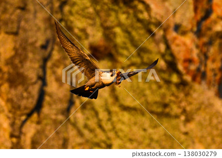 A peregrine falcon flying in the setting sun A peregrine falcon flying in the setting sun 138030279