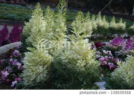 Habotan flowers Habotan flowers 138030388