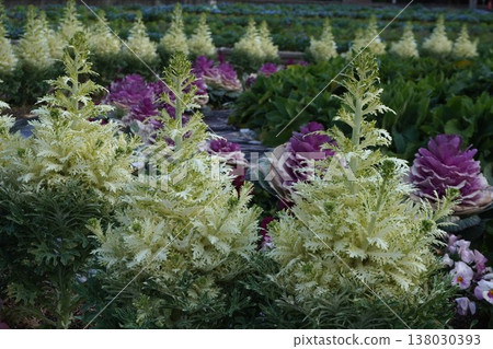 Habotan flowers 138030393