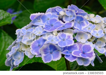 Rare varieties of hydrangeas with white or variegated petals, creating a vibrant scene of rainy season flowers. Rare varieties of hydrangeas with white or variegated petals, creating a vibrant scene of rainy season flowers. 138030503