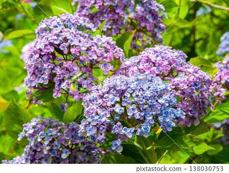 A background image of vibrant blue-purple hydrangeas with raindrops dripping from them after the rain. A background image of vibrant blue-purple hydrangeas with raindrops dripping from them after the rain. 138030753