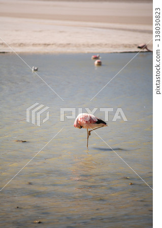 Tranquil pink flamingo bird in shallow water. Peaceful wildlife in Bolivia 138030823