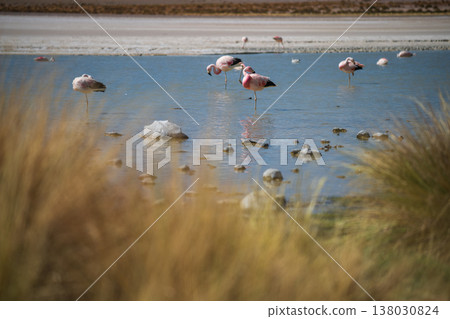 Serene pink flamingos wading in tranquil lagoon in Bolivia or Chile Serene pink flamingos wading in tranquil lagoon in Bolivia or Chile 138030824