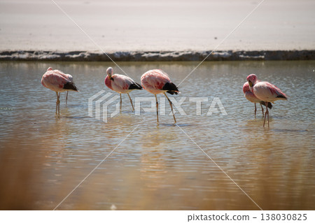 Serene group of pink flamingos standing in shallow wild water lagoon Serene group of pink flamingos standing in shallow wild water lagoon 138030825