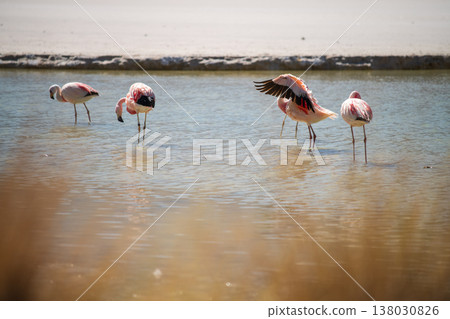 Serene flock of pink flamingo bird in water. Beautiful wildlife in nature Serene flock of pink flamingo bird in water. Beautiful wildlife in nature 138030826