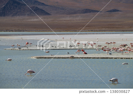Serene flamingo flock wading in remote Bolivia lake with mountain landscape Serene flamingo flock wading in remote Bolivia lake with mountain landscape 138030827