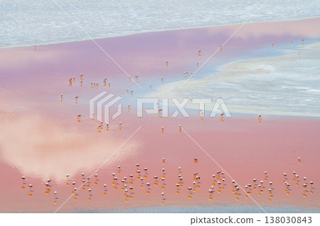 Serene pink water at laguna colorada bolivia with many wild flamingo Serene pink water at laguna colorada bolivia with many wild flamingo 138030843