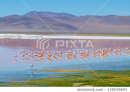 Peaceful pink flamingo flock at Laguna Colorada salt lake in Bolivia 138030844