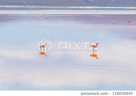 Tranquil flamingos reflecting in pastel water of Laguna Colorada Bolivia Tranquil flamingos reflecting in pastel water of Laguna Colorada Bolivia 138030845