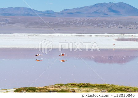 Beautiful and serene flamingos at Laguna Colorada red lake in Bolivia 138030846