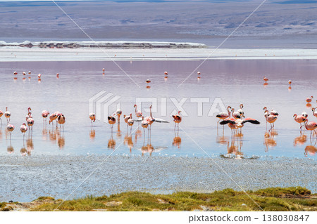 Beautiful flamingos wading in scenic Laguna Colorada Bolivia Beautiful flamingos wading in scenic Laguna Colorada Bolivia 138030847