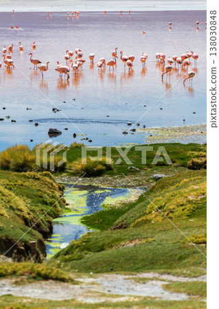 Serene flock of flamingos on red water at Laguna Colorada in Bolivia 138030848