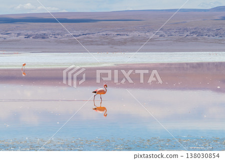 Serene flamingo wading in red water of Laguna Colorada Bolivia Serene flamingo wading in red water of Laguna Colorada Bolivia 138030854