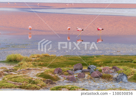 Tranquil flamingo walk on red lake at Laguna Colorada Bolivia Tranquil flamingo walk on red lake at Laguna Colorada Bolivia 138030856