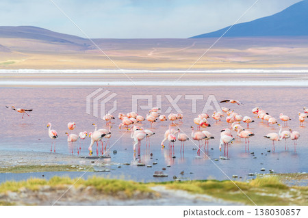 Serene flock of flamingos wading in colorful Laguna Colorada Bolivia Serene flock of flamingos wading in colorful Laguna Colorada Bolivia 138030857