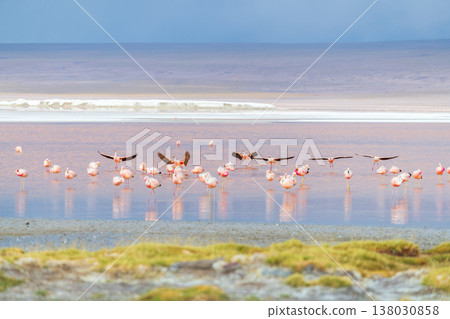 Majestic flying flamingo flock reflecting in Laguna Colorada Bolivia Majestic flying flamingo flock reflecting in Laguna Colorada Bolivia 138030858