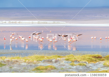 Majestic pink flamingo flying in Laguna Colorada colorful lake in Bolivia Majestic pink flamingo flying in Laguna Colorada colorful lake in Bolivia 138030859