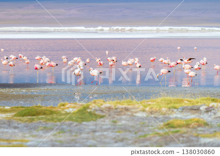 Serene pink flamingo flock wading in colorful Laguna Colorada Bolivia Serene pink flamingo flock wading in colorful Laguna Colorada Bolivia 138030860