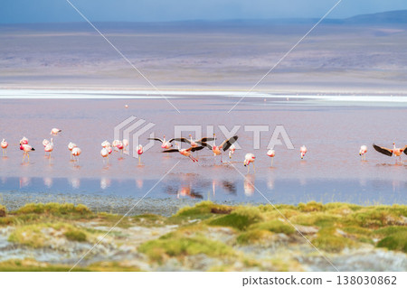 Serene view of flamingos flying over Laguna Colorada in Bolivia Serene view of flamingos flying over Laguna Colorada in Bolivia 138030862