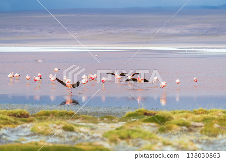 Serene flamingo flock flying over colorful Laguna Colorada lake in Bolivia Serene flamingo flock flying over colorful Laguna Colorada lake in Bolivia 138030863