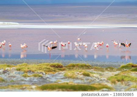 Serene flock of flamingos in red water of Laguna Colorada Bolivia Serene flock of flamingos in red water of Laguna Colorada Bolivia 138030865