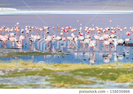 Vibrant flock of flamingo bird in serene Laguna Colorada in Bolivia 138030866