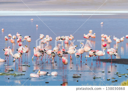 Tranquil flamingos wading in shallow water at Laguna Colorada Bolivia 138030868