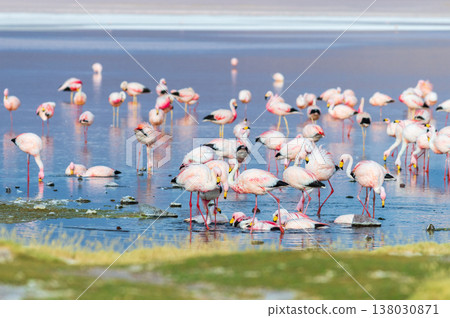 Peaceful pink flamingo flock wading in water of Laguna Colorada Bolivia Peaceful pink flamingo flock wading in water of Laguna Colorada Bolivia 138030871
