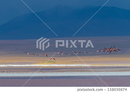Serene flock of flamingos flying over red Laguna Colorada in Bolivia Serene flock of flamingos flying over red Laguna Colorada in Bolivia 138030874
